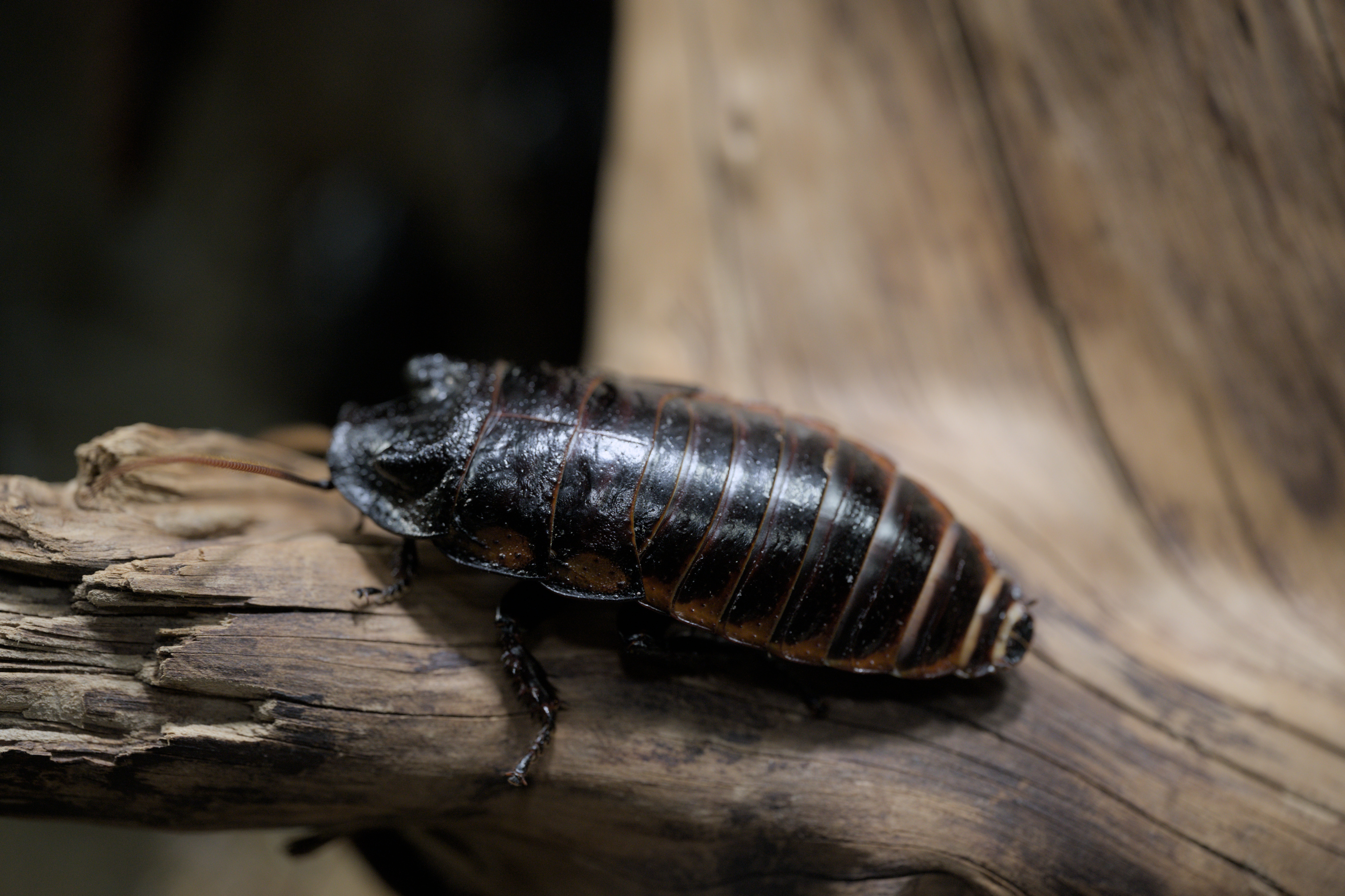 2025/10/12 - zoo/DSC_0207.jpg